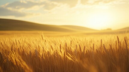 Obraz premium Golden Sunrise Over Field of Wheat
