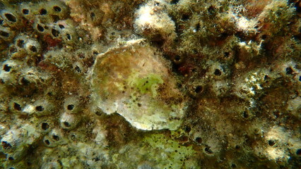 Bivalve shell (identification impossible) undersea, Aegean Sea, Greece, Halkidiki, Kakoudia beach
