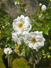 white flowers in the garden