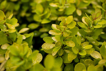 Plants from my garden.