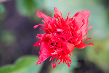 Plants from my garden.