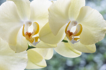 Obraz premium A stunning closeup view of vibrant yellow orchids that beautifully showcase their intricate petals and centers