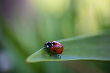 Naklejka premium ladybird on a leaf