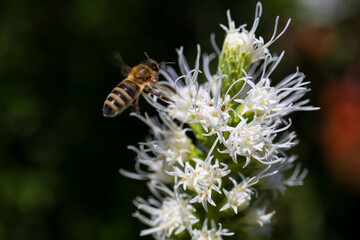 bee on a flower