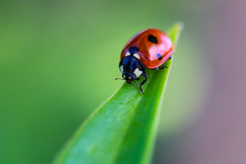 ladybug on leaf