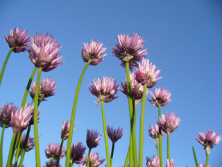 Blooming green Chives stalks with purple flowers and water drops and blue sky on sunny spring weather. Topics: natural vitamins, health, natural medicine, beauty of nature, spring, blooming, season