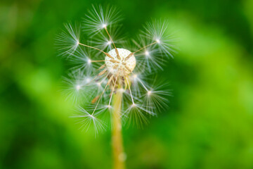 Plants from my garden.