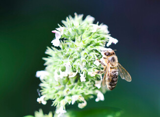 bee on a flower