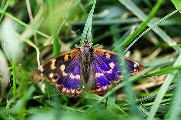 butterfly on a flower