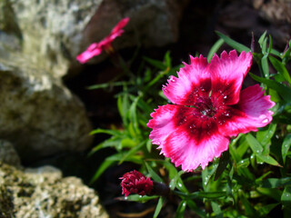 Pink and red flower Carnation, Clove pink with water drops on petals next to gray stones - close-up shot. Topics: beauty of nature, spring, blooming, season, natural environment, garden, vegetation