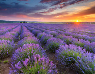 Fototapeta premium Lavender fields in full bloom at sunset in Provence, showcasing vibrant colors and serene landscape