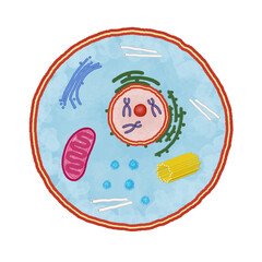 Hand-drawn, digitized illustration of a cell with cell nucleus and organelles on a transparent background 