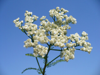 White flower umbel, inflorescence of plant herb Achillea millefolium, Common yarrow and blue sky - close-up shot. Topics: herbal medicine, beauty of nature, spring, blooming, season