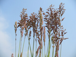 Natural colorful ornamental grass on blue sky background - close-up shot. Topics: beauty of nature, spring, blooming, season, natural environment, vegetation, flowering, flora, summer