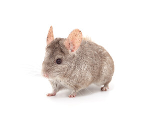One brown chinchilla.