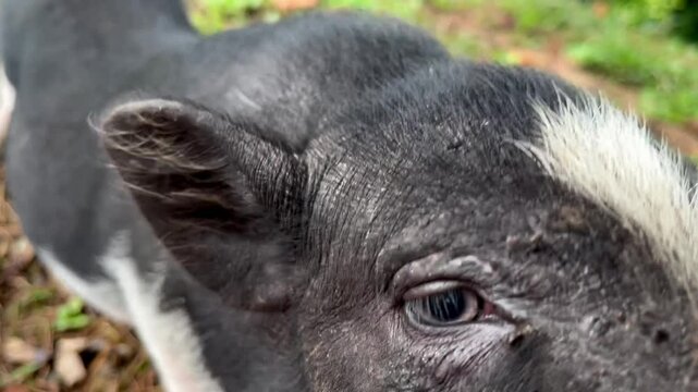 Close-up view of a curious Vietnamese Pot-bellied Pig baby approaching, filmed near the top of Vrmac Mountain, near Franz Josef stairs, inquisitive behavior in a natural environment