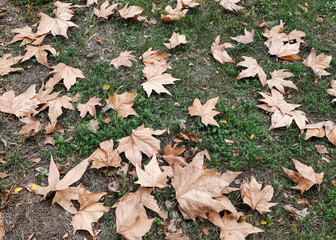 fallen autumn leaves on green grass