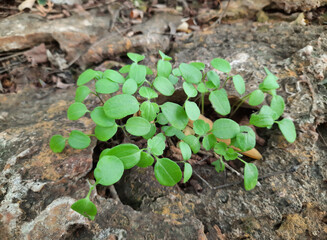 Rin shoots of young plants on yellow-beige stone in autumn