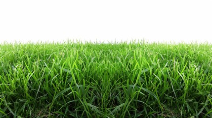Obraz premium Bright green field, isolated on white, with soft grass blades. Ideal for fresh and natural design elements