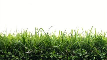 Fototapeta premium Bright green field, isolated on white, with soft grass blades. Ideal for fresh and natural design elements