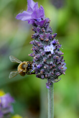 bee on a lavender and primrose flower with sun in the garden