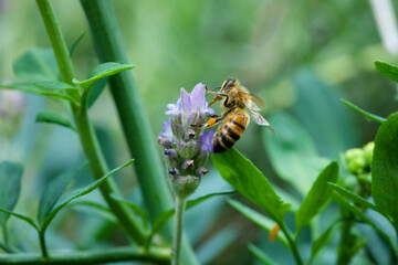 bee on a lavender and primrose flower with sun in the garden