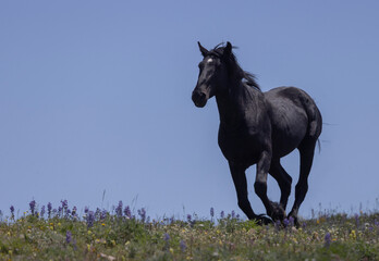 Fototapeta premium Wild Horse in the Pryor Mountains Montana in Summer