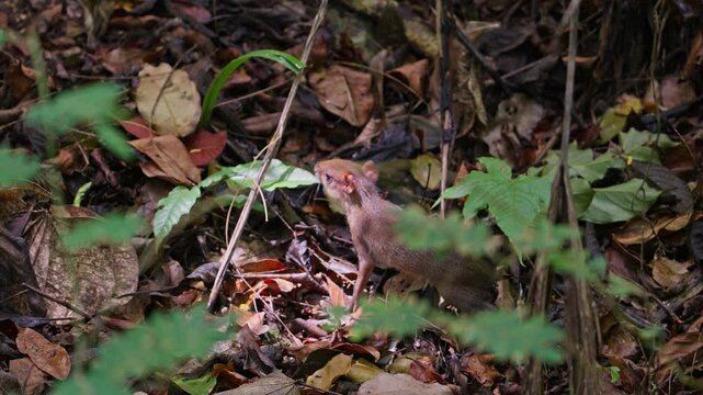 Central American agouti mother with a baby