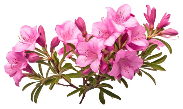 PNG Rhododendron ferrugineum rhododendron blossom flower.