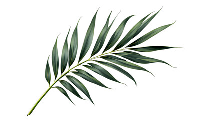 plant isolated on white