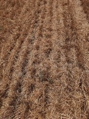 view of a field with mown wheat. stub background yellow