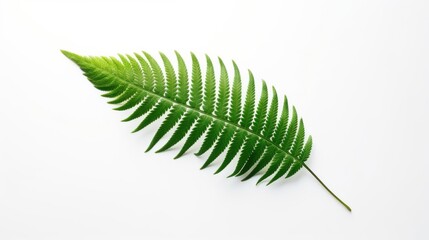 Obraz premium A vibrant green fern elegantly unfurls against a stark white background, symbolizing nature's beauty and serenity.