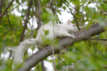 Albino Gray Squirrel Sitting On Tree Branch