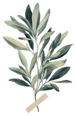 PNG Olive plant leaf art illustration.
