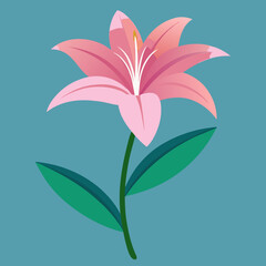 pink lily flower