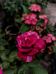 pink rose in the garden
