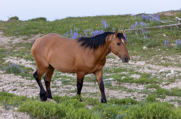 Obraz premium Wild Horse in the Pryor Mountains Montana in Summer