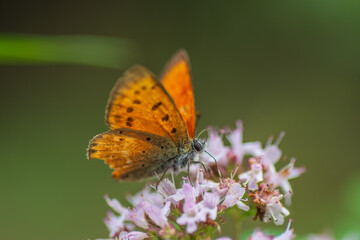 A small orange butterfly on a flower