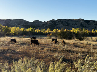 Bison graze in the North Dakota badlands
