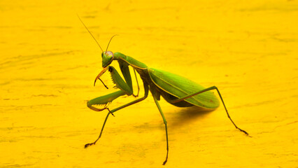Common mantis on the wall of a hive.
Common praying mantis, Mantis religiosa.
Large predatory...
