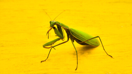 Common mantis on the wall of a hive.
Common praying mantis, Mantis religiosa.
Large predatory...