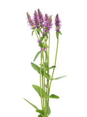 Purple flowers of hedgenettle isolated on white, summer wild flowers, Stachys officinalis
