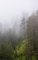 Serene Misty Forest Landscape in Washington State, United States Captures Tranquility and Natural Beauty