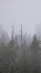 Misty Forest Landscape in Washington Showcasing Evergreen Trees in Dense Fog
