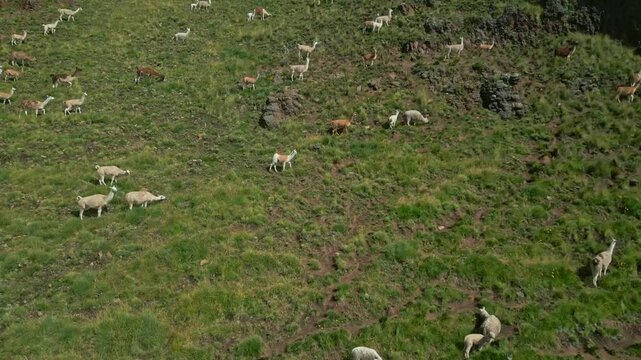 Llamas grazing on the mountains video 4k espinar cusco peru