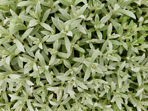 Gros plan de petites feuilles vert sauge, vert p&acirc;le