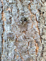 Tree bark texture