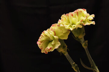 黒背景の二輪の黄色いカーネーション
