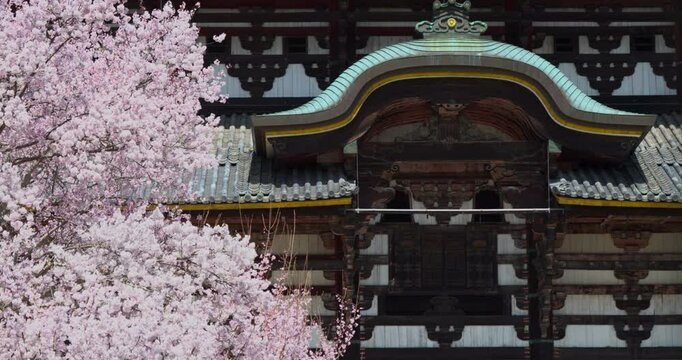 Cherry Blossoms, Japan Spring time at Nara Buddhist Temple, Slow Motion
