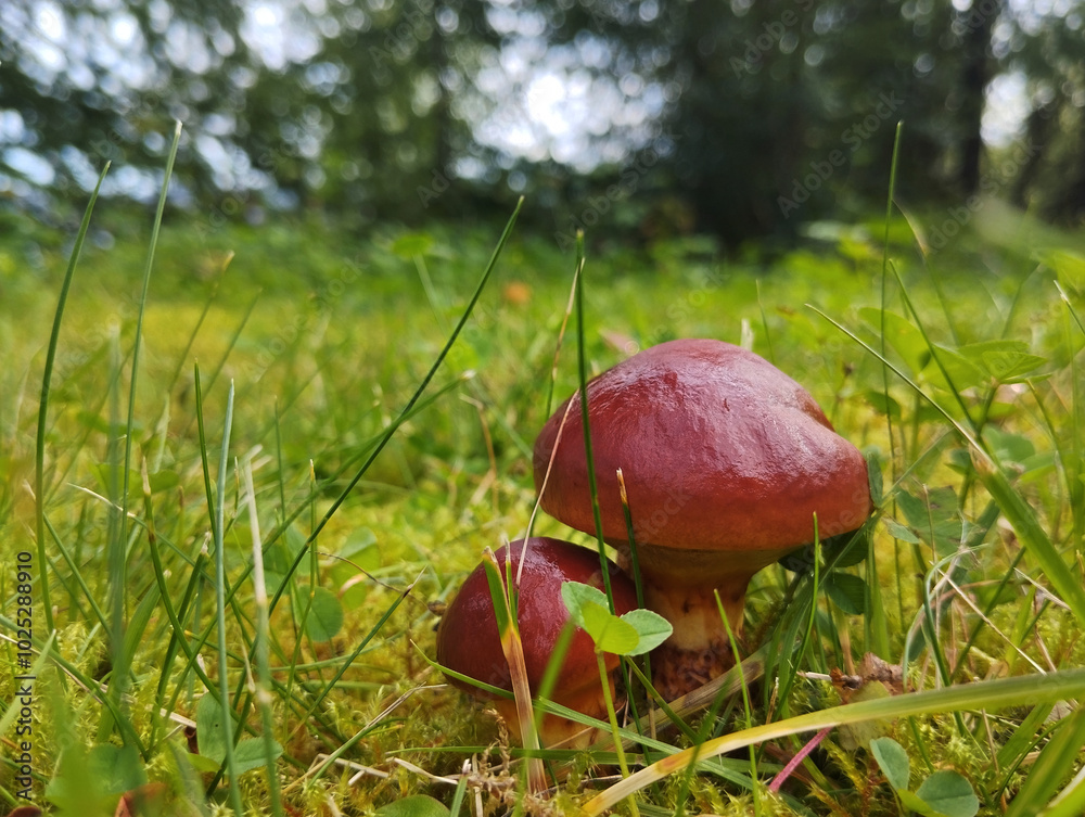 Wall mural Gros plan de champignons poussant dans la mousse et l'herbe